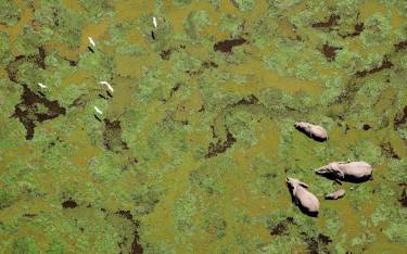 Elephants in a green marsh