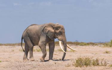 An old elephant with long tusks