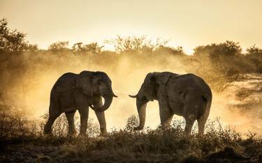 Young elephants playing and kicking up dust