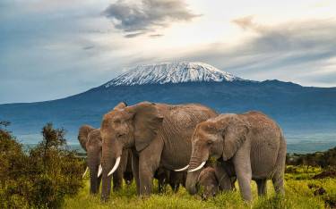 Elephants in front of Mt Kilimanjaro