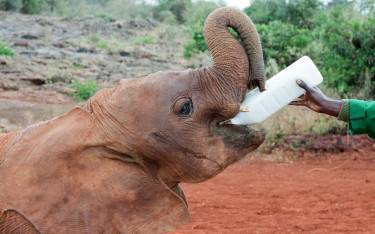 Baby elephant receiving its milk at the orphanage