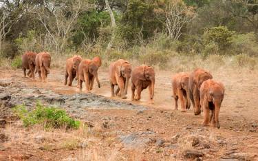 Baby orphan elephants