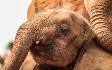 Baby elephants playing