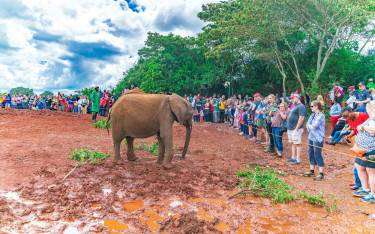 Crowd of people viewing baby orphan elephants
