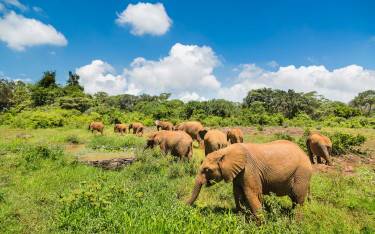 Orphaned elephant calves feeding