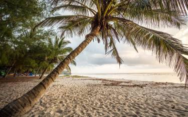 Palm-lined beach