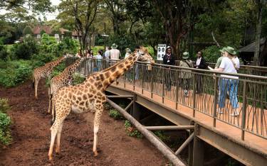 Visitors getting close to giraffes on the boardwalk
