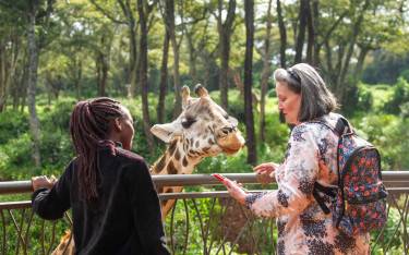 Visitor feeding one of the giraffes