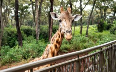 Rothschild's giraffe