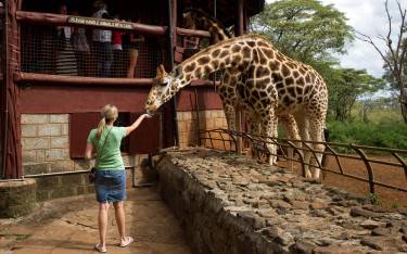Guest feeding a Rothschild's giraffe
