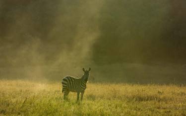 Plains zebra