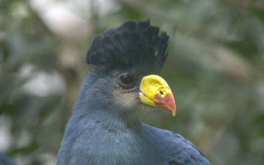 Great blue turaco