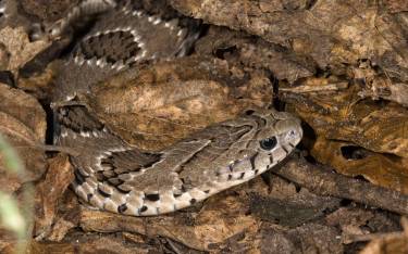 Rhombic night adder