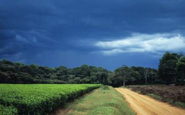 Tea plantation and forest under a stormy sky