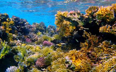 Corals and fish