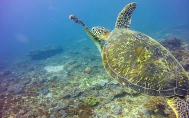 Turtle on the bottom of the ocean