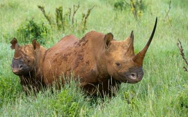 Black rhino with young in Lewa Wildlife Conservancy