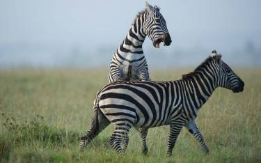 Plains zebras fighting