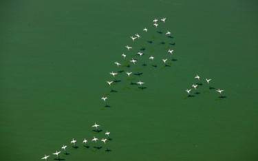 Flamingos in flight