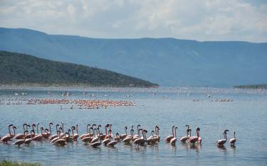 Lesser flamingos