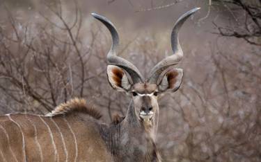 Greater kudu