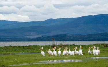 Great white pelicans in Crescent Island Game Sanctuary on Lake Naivasha