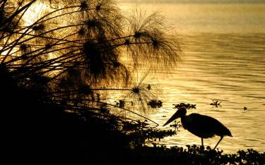 Marabou stork at sunrise
