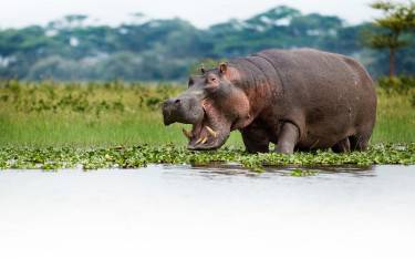 Hippo in the water