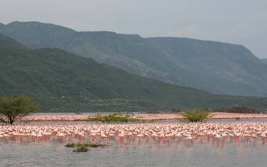 Flamingos in the shallows