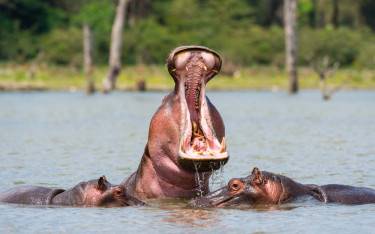 Hippo yawning