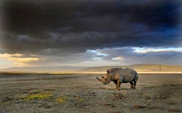 Black rhino beneath storm clouds