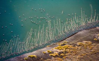 Flamingos at the shore