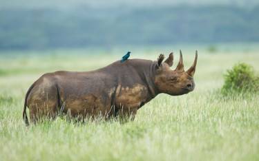 Black rhino
