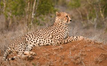 Cheetah lying on a termite mound