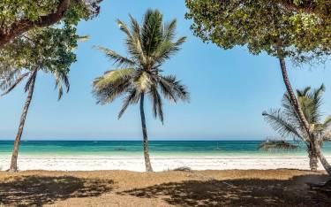 Palm-lined beach