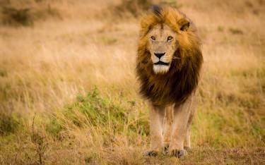 Male lion