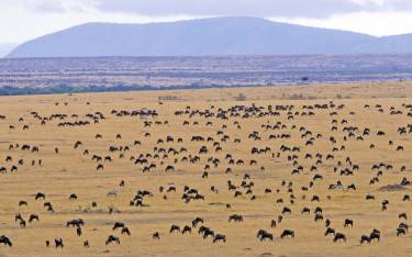 View of open plains filled with wildebeest during the great migration