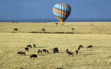 Balloon safari over a herd of wildebeest
