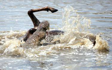 Crocodile killing a wildebeest