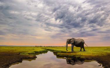 Female elephant drinking