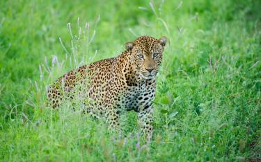 Leopard