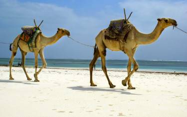 Camels walking on the beach