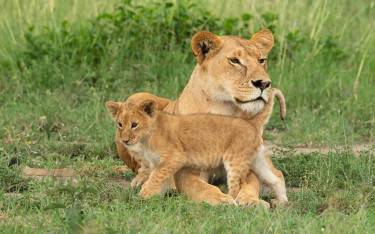 Lion with cub