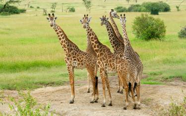 Giraffes