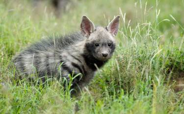 Striped hyena cub