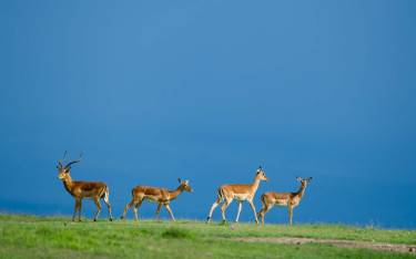Impalas