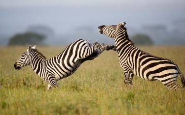 Plains zebras fighting