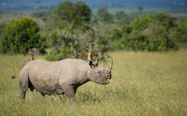 Black rhino
