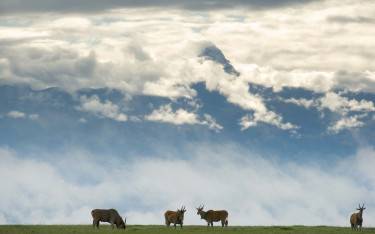 Common eland below Mt Kenya