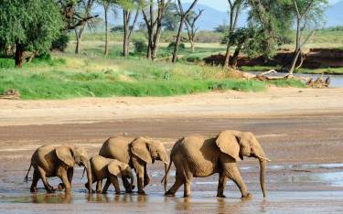 Herd of elephants walking across the riverbed